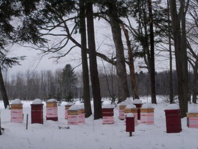 Preparing for Spring Beekeeping Image